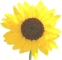 Logo der Naturheilpraxis Hartmut Zappe: Sonnenblume (eine Sonnenblumenblüte, von Sonne durchschienen, mit einem Stück Stengel